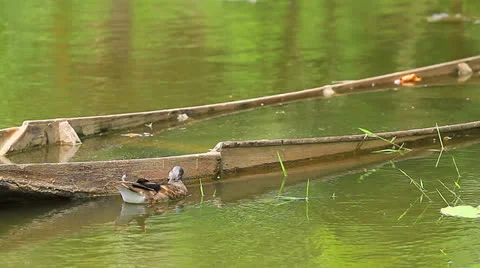 Teal Stock Footage 24515501