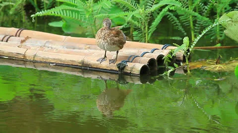 Teal Stock Footage 24528947