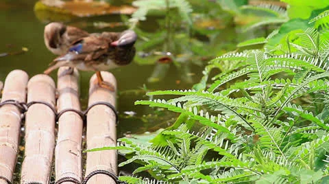 Teal Stock Footage 24542065