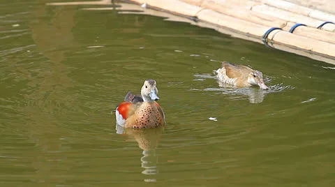 Teal Stock Footage 24584611