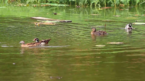 Teal Stock Footage 24589182