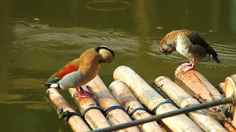 Teal Stock Footage 24615050