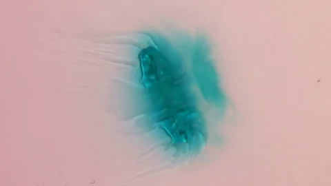 Teal Gel Capsule Dissolves Stock Footage 74727340