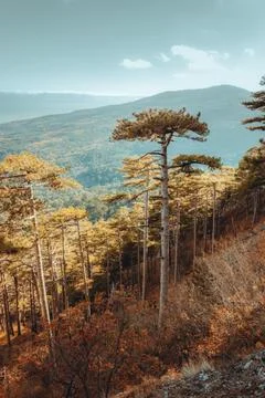 Teal orange forest Stock Photos