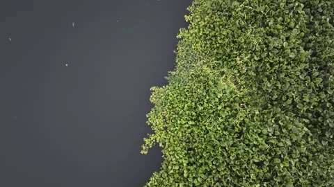 Teal Sunset River, Invasive Water Hyacinth Close-Up. Stock Footage 338447284