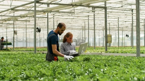 Team of agronomy engineers working in a modern greenhouse Video stock 115715041