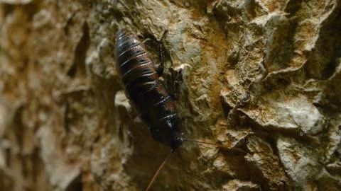 Team of ants work constructing house, teamwork. Stock Photos