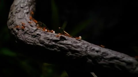 Team of ants work constructing house, teamwork. Stock-Fotos