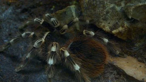 Team of ants work constructing house, teamwork. Stock Photos