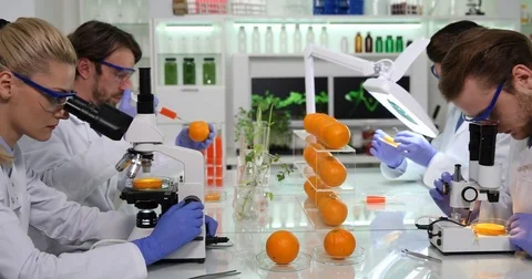 Team of Biochemists Working Laboratory Studying Bio Orange Fruits on Microscope Stock Footage