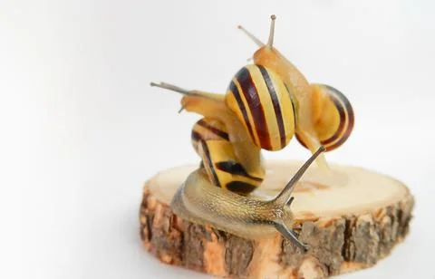 Team building concept, interaction of snails on wooden base and white backgro Stock Photos