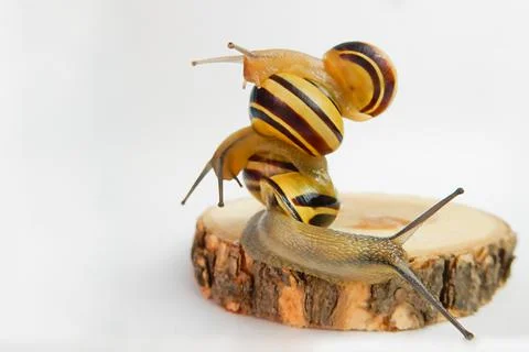 Team building concept, interaction of snails on wooden base and white backgro Stock Photos