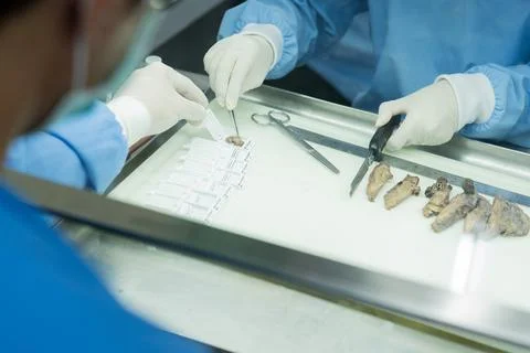 Team conducts research in laboratory with samples and tools during the day Photos