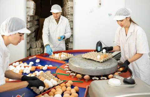 Team of farm workers sorting chicken eggs by size and labeling Stock Photos