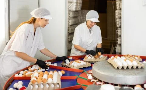 Team of farm workers sorting chicken eggs by size and labeling Stock Photos