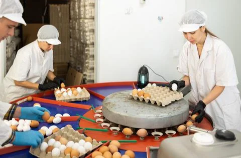 Team of farm workers sorting chicken eggs by size and labeling Stock Photos