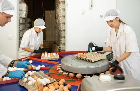 Team of farm workers sorting chicken eggs by size and labeling Stock Photos