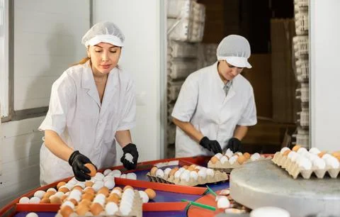 Team of farm workers sorting chicken eggs by size and labeling Stock Photos