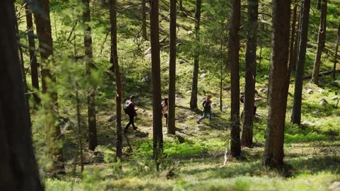 Team of hikers walking through forest 스톡 동영상 110912889