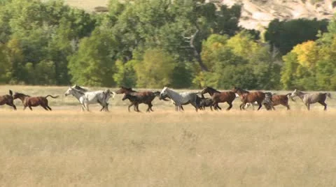 Team of Horses Galloping Through A Field Video stock 19064847