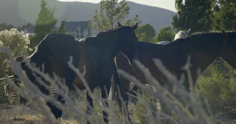 A Team of horses on grazing Stock Footage 138476029
