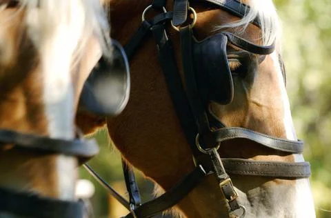 Team Of Horses Stock Photos
