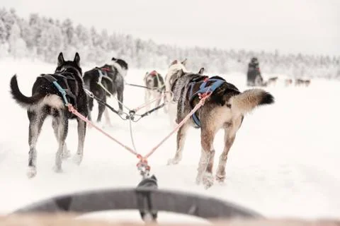Team of huskies pulling behind a line of other sleighs, view from sled Stock Photos