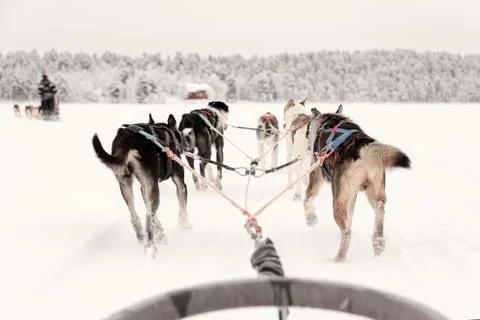 Team of huskies pulling behind a line of other sleighs, view from sled Stock Photos