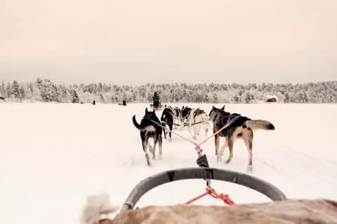 Team of huskies pulling behind a line of other sleighs under a pink tinted sk Stock Photos