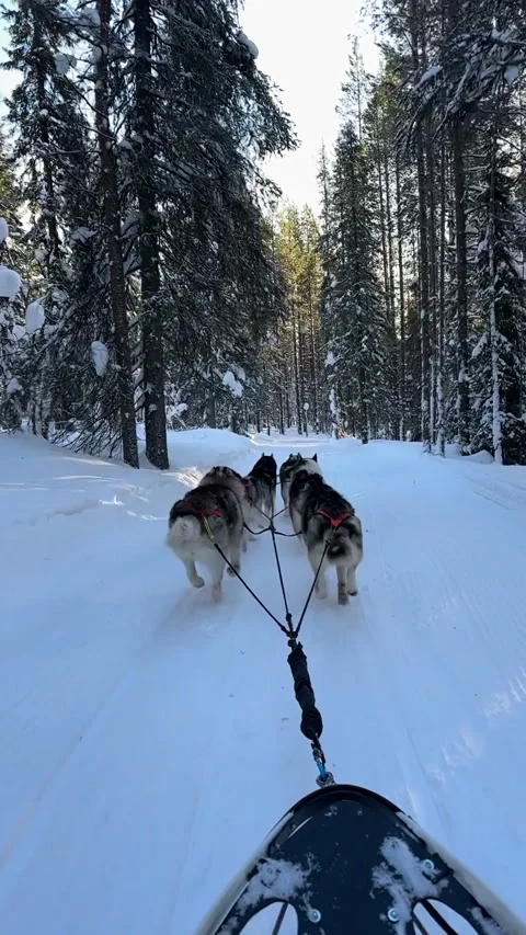 A team of huskies pulling a sled through a serene snow-covered forest Stock-Footage 314850845