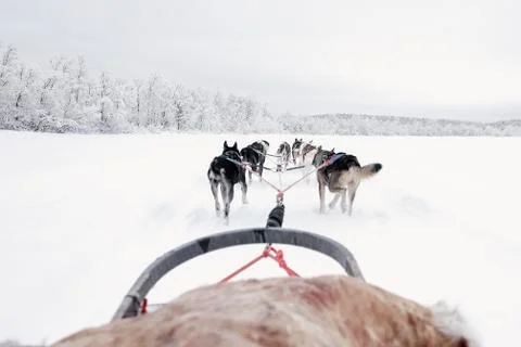 Team of huskies runing,  view from sled Stock Photos