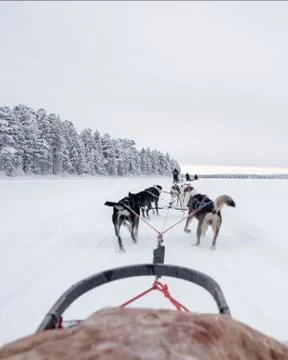Team of huskies runing,  view from sled Stock Photos