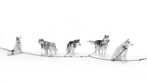 A team of Husky dogs on the breather. Stock Photos