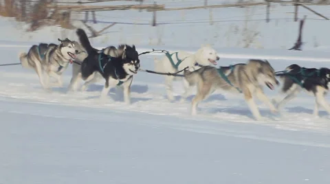 Team of husky sled dogs with dog-driver Stock Footage