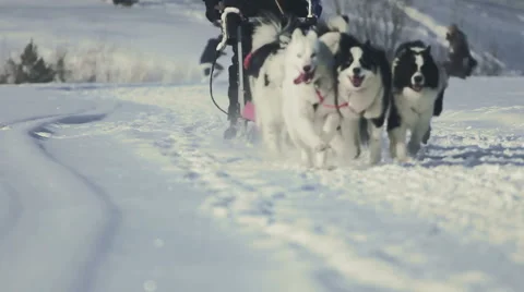 Team of husky sled dogs with dog-driver Stock Footage