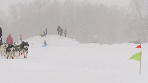Team of husky sled dogs with dog-driver Stock Footage