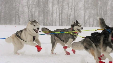 Team of husky sled dogs with dog-driver Stock Footage