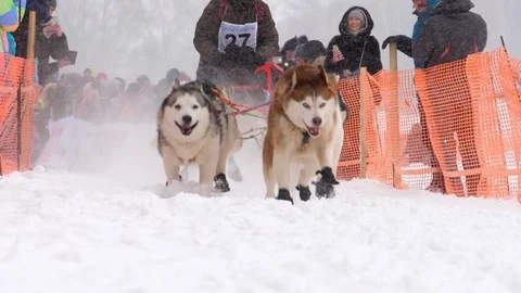 Team of husky sled dogs with dog-driver Stock Footage