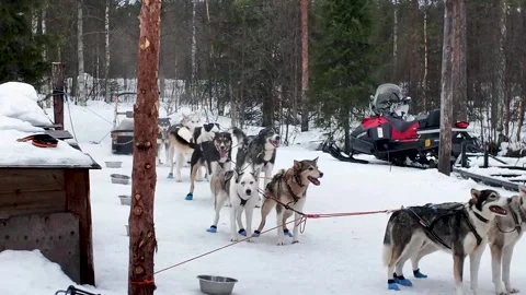 Team of husky sled dogs harnessed and waiting before a sledding tour in a snowy 스톡 동영상 341835441