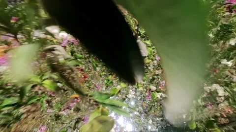 Team Lab Planet Tokyo Vídeo Stock 257456867