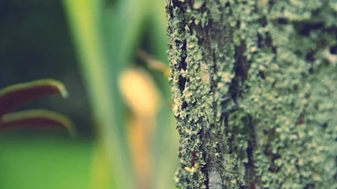 Team of large red ants working on tree Stock Footage 95354149
