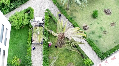 A team of men stripping a palm tree Stock Footage 68902651