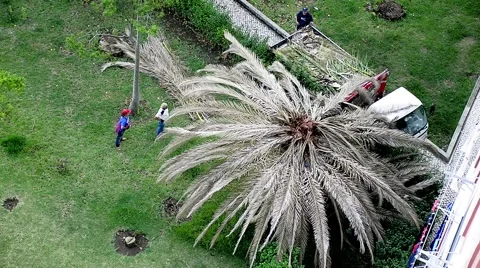 A team of men stripping a palm tree Stock Footage 68902744