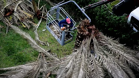 A team of men stripping a palm tree Stock Footage 68902804