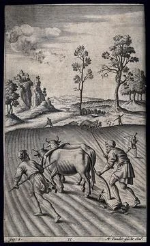 A team of oxen being made to pull a plough. Engraving by M. van der Gucht. Stock Illustration