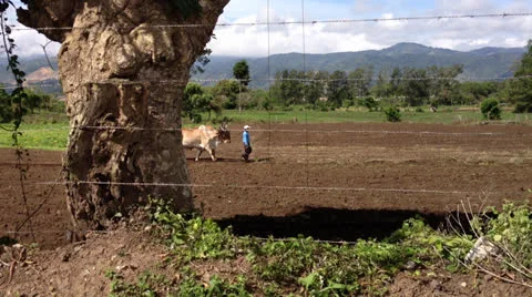 Team of oxen Vidéo 24736144