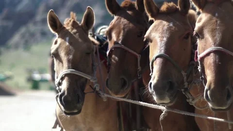 A team of red horses looking at the camera Stock Footage 137498196