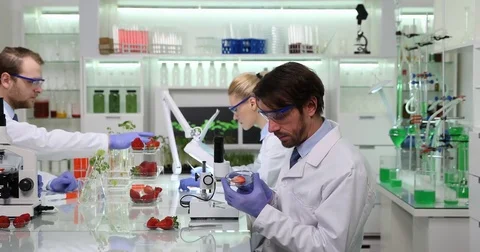 Team of Researchers People Testing Strawberry Fruits Studying in Laboratory Room Stock Footage