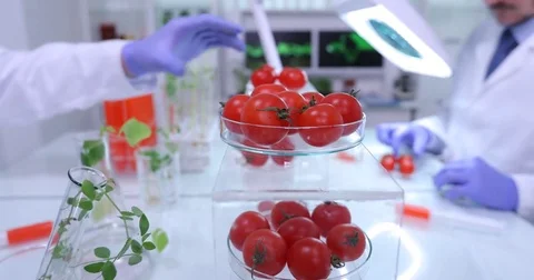 Team of Researchers Working Test Genetically Modified Tomato in Food Laboratory Stock-Footage 73585649