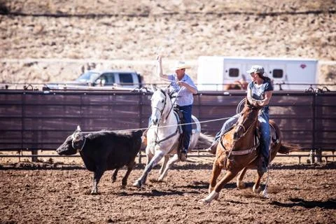 Team Roping Competition Foto stock